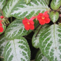 Episcia